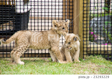 富士サファリパーク ライオンの赤ちゃんの写真素材