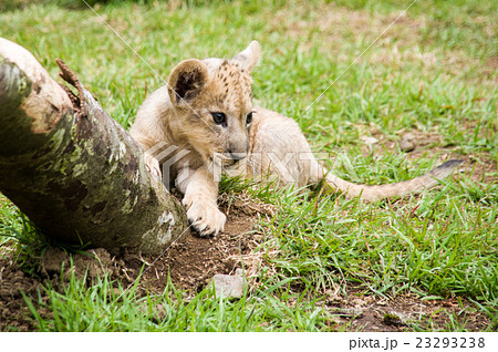 富士サファリパーク｜ライオンの赤ちゃん 23293238