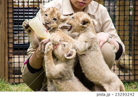 富士サファリパーク ライオンの赤ちゃんの写真素材