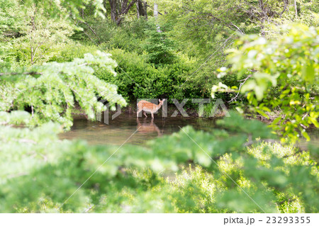 栃木県日光市　初夏の湯川　7月 23293355