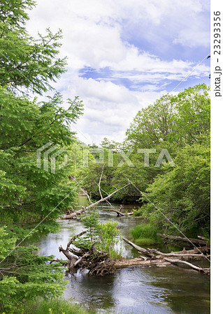 栃木県日光市 初夏の湯川 7月 栃木県日光市 初夏の湯川 7月 23293356