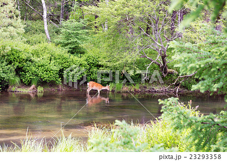 栃木県日光市　初夏の湯川　7月 23293358