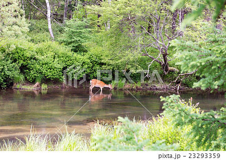 栃木県日光市 初夏の湯川 7月 栃木県日光市 初夏の湯川 7月 23293359