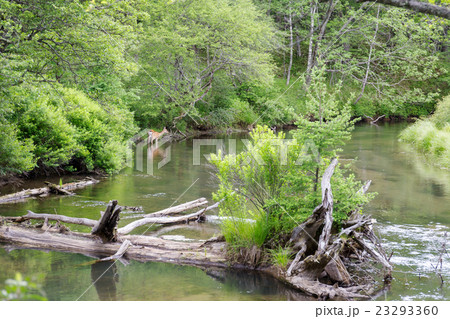 栃木県日光市　初夏の湯川　7月 23293360