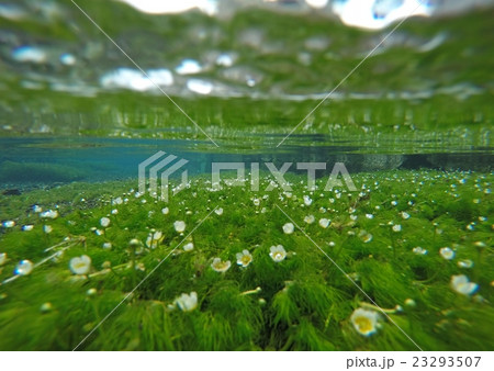 清流の水中花 23293507