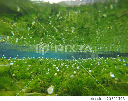 清流の水中花 23293508