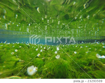 清流の水中花 23293509