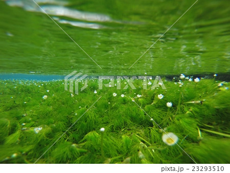 清流の水中花 23293510