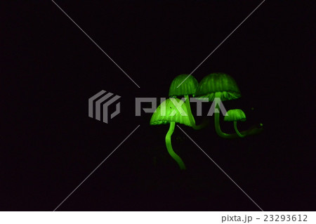 シイノトモシビダケ 23293612