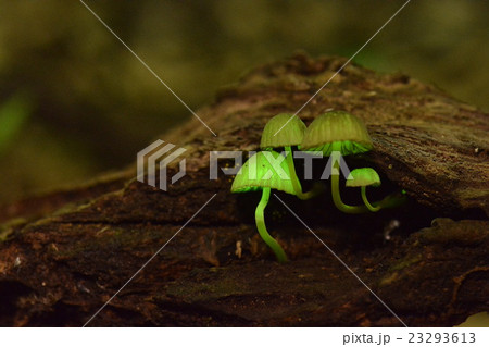 シイノトモシビダケ 23293613