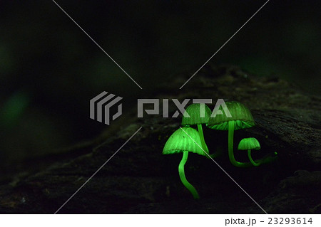 シイノトモシビダケ 23293614