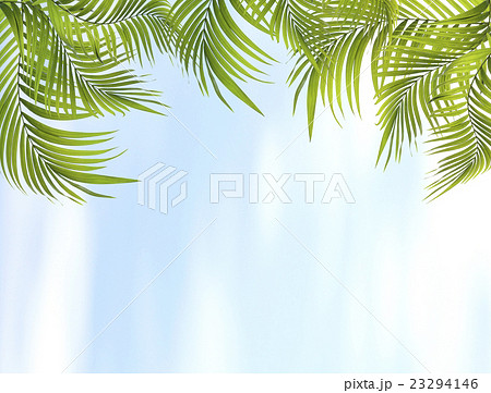 Green leaf of palm tree background Green leaf of palm tree background 23294146