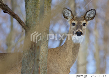 Picture with a cute wild deer looking into camera 23295043