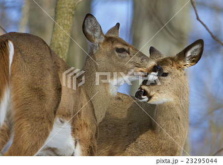 Beautiful photo of a pair of the cute wild deers Beautiful photo of a pair of the cute wild deers 23295044