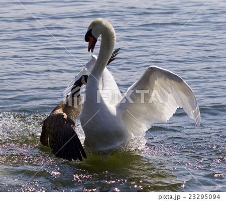 Amazing image with Canada goose attacking swan 23295094