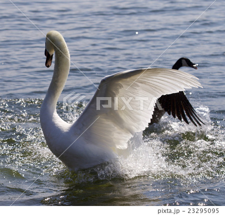 Swan going away from attack of Canada goose 23295095