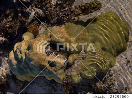 Corals Le Morne Mauritius at low tide 23295660