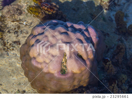 Corals Le Morne Mauritius at low tide 23295661