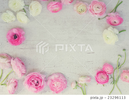 Pink and white ranunculus flowers 23296113