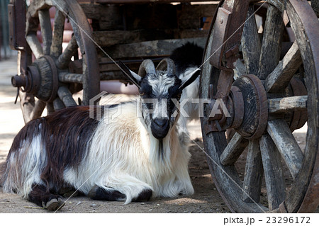 Goat resting under old cart 23296172