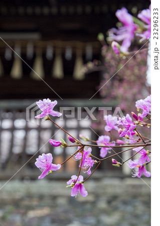 毘沙門堂勅使門石段の桜 23296233