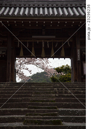 毘沙門堂、薬医門を額縁に眺める満開の桜 23296236