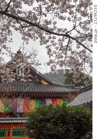 毘沙門堂、満開の桜と本堂に五色幕 23296250
