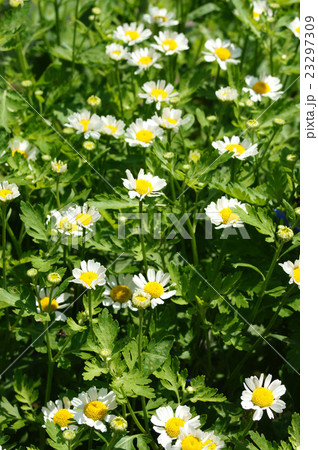 フィーバーフューの花 23297309