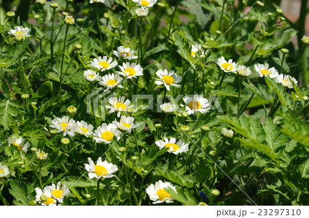 フィーバーフューの花 23297310