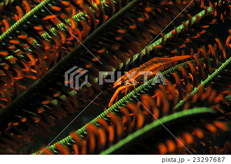 バサラカクレエビ 23297687