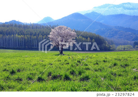 御料の一本桜01 23297824