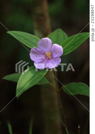 自然 植物 ノボタン 初夏 やんばるの山道で美しい花に出会えますの写真素材