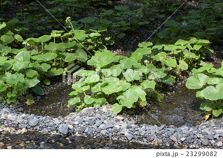山葵園 山葵園 23299082