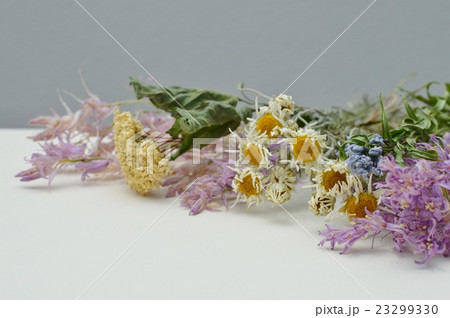 ドライフラワー 23299330