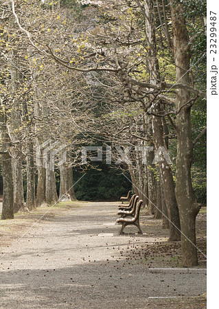 Benches in the park 23299487