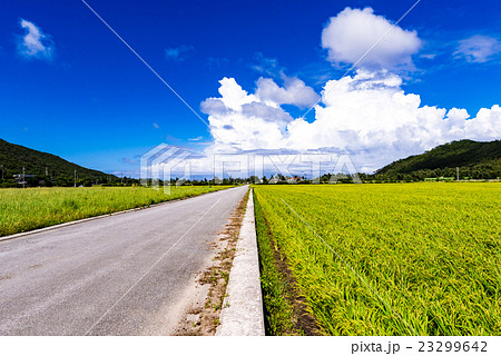 田んぼ道 農道 風景 沖縄 日本 アジア の写真素材