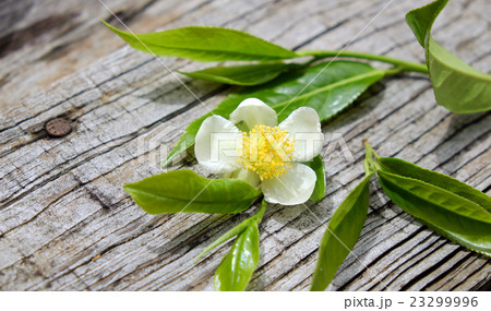 Tea leaf and tea flower 23299996
