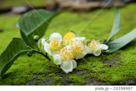 Tea leaf and tea flower Tea leaf and tea flower 23299997