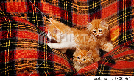 Three kittens hiding in the folds of the plaid Three kittens hiding in the folds of the plaid 23300064