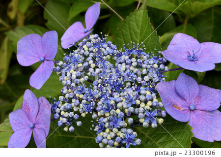 紫陽花の花 蕾の青の写真素材