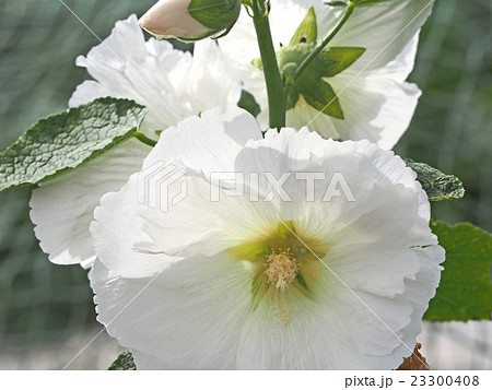 葵の花 白の写真素材