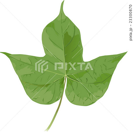 Morning Glory Leaves Stock Illustration