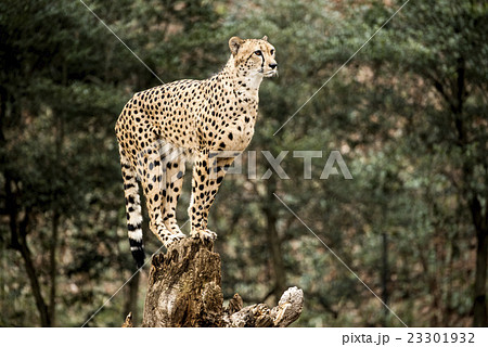 チーター チーター 23301932