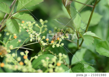 日本ミツバチとヤブカラシの花 日本ミツバチとヤブカラシの花 23301980