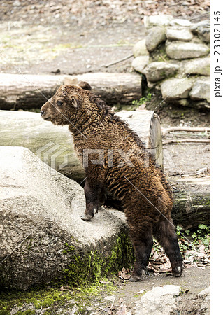 ゴールデンターキンの赤ちゃん 23302146