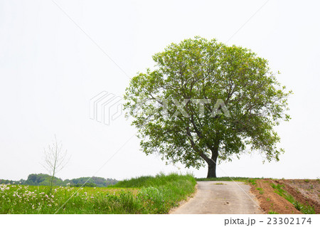 一本の木と一本の道 23302174