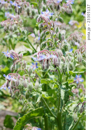 ボリジの花 ボリジの花 23305137