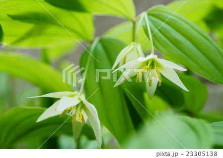 可憐なチゴユリ 23305138