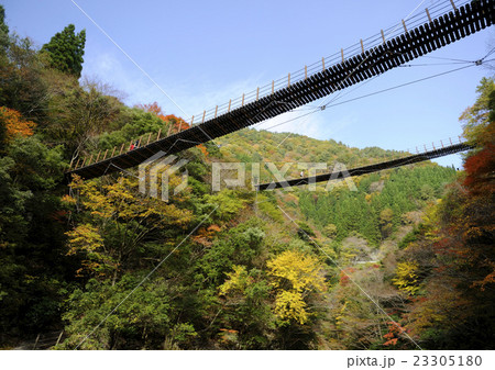 樅木吊橋 23305180