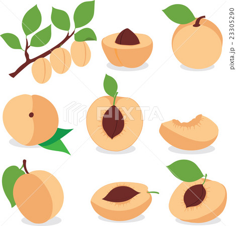 Apricot. Set apricots, pieces and slices 23305290
